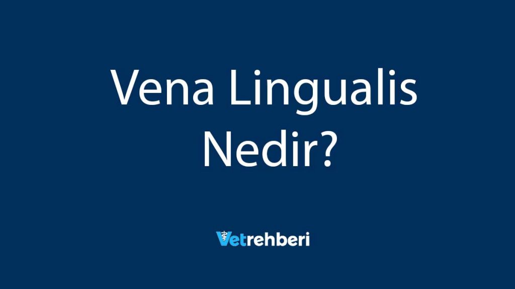 Vena Lingualis Nedir?