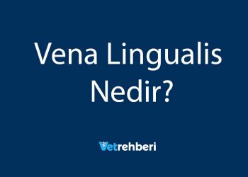 Vena Lingualis Nedir?