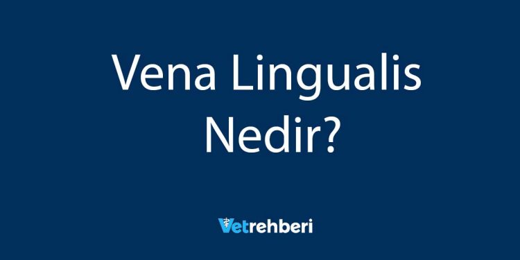 Vena Lingualis Nedir?