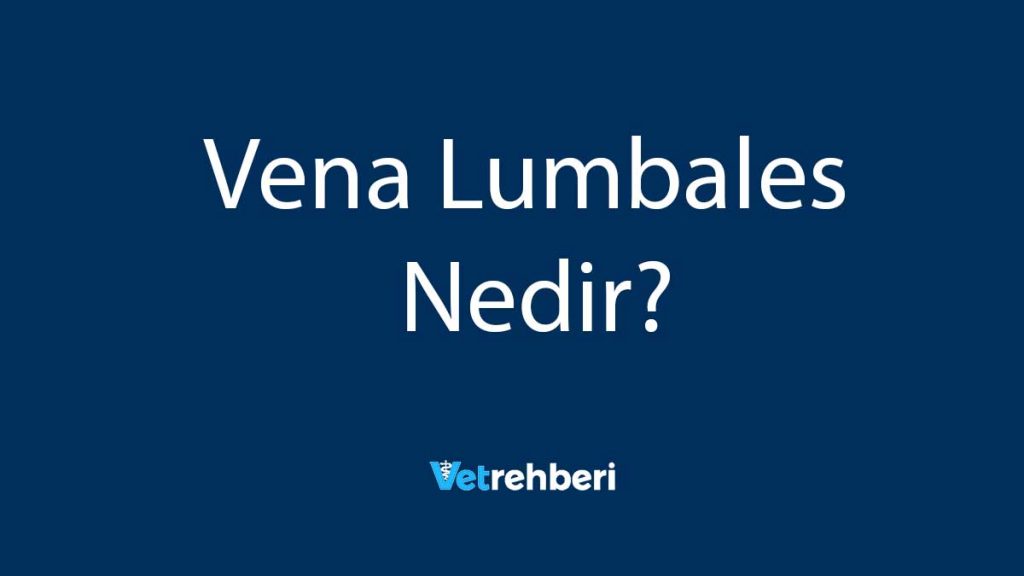 Vena Lumbales Nedir?