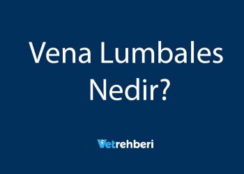 Vena Lumbales Nedir?