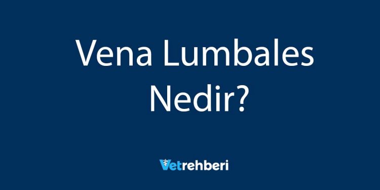 Vena Lumbales Nedir?