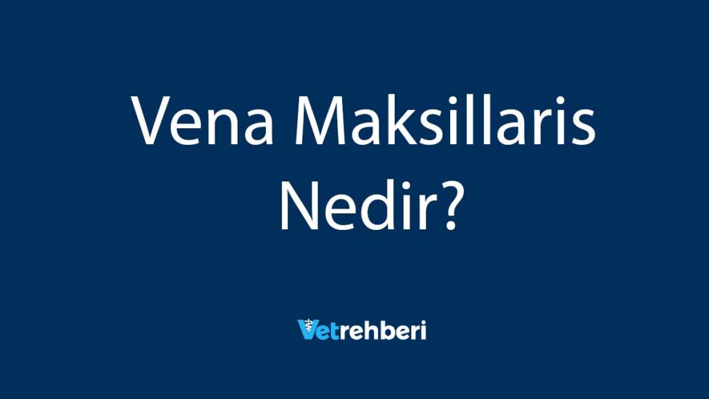 Vena Maksillaris Nedir?