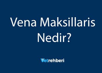 Vena Maksillaris Nedir?