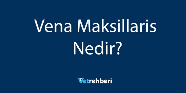 Vena Maksillaris Nedir?