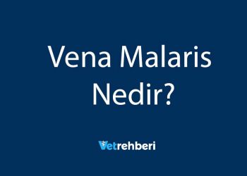 Vena Malaris Nedir?