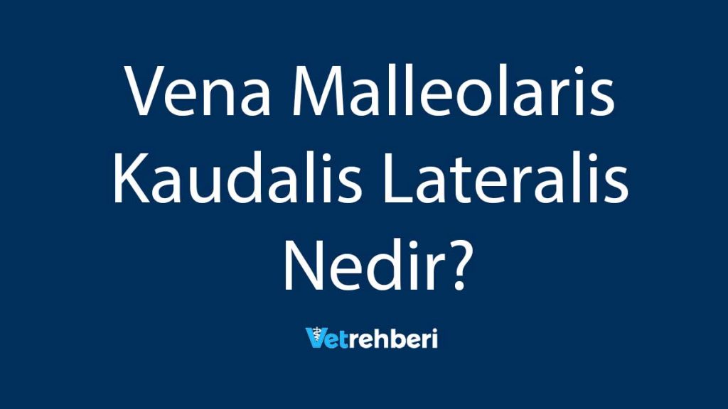 Vena Malleolaris Kaudalis Lateralis Nedir?