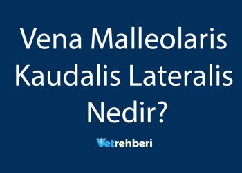 Vena Malleolaris Kaudalis Lateralis Nedir?