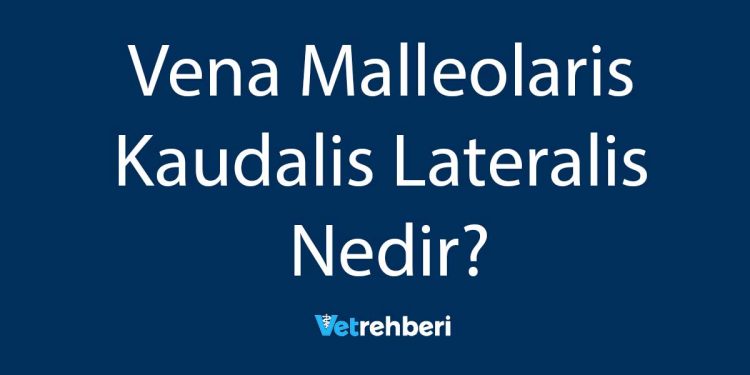 Vena Malleolaris Kaudalis Lateralis Nedir?