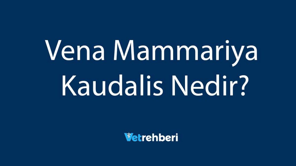 Vena Mammariya Kaudalis Nedir?