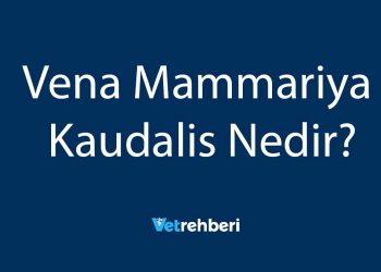 Vena Mammariya Kaudalis Nedir?