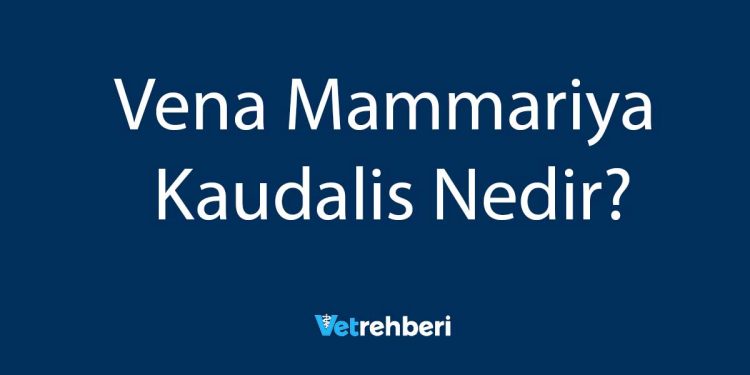 Vena Mammariya Kaudalis Nedir?