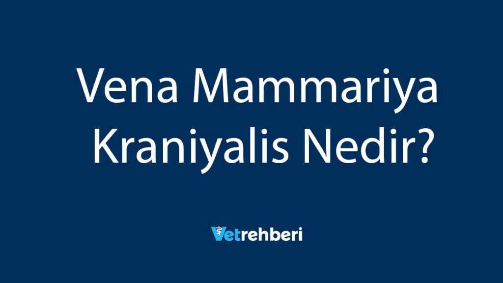 Vena Mammariya Kraniyalis Nedir?