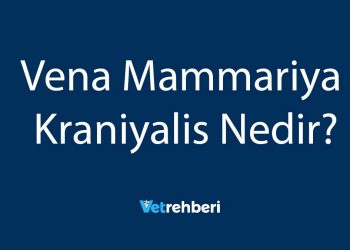 Vena Mammariya Kraniyalis Nedir?