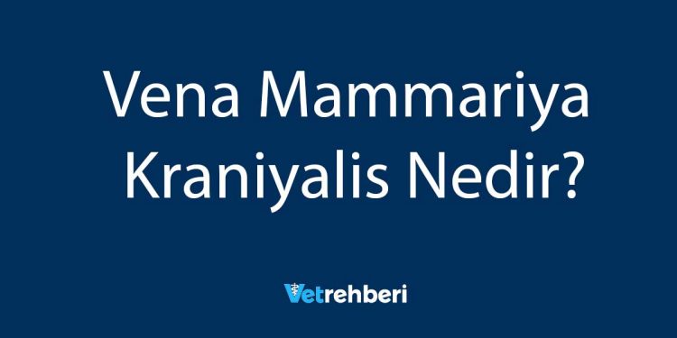 Vena Mammariya Kraniyalis Nedir?