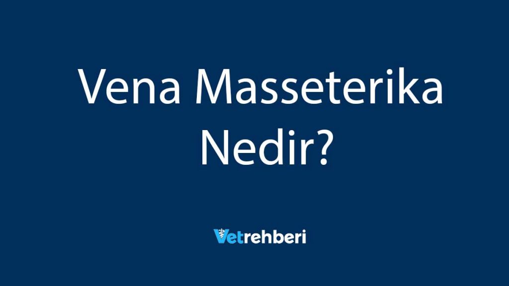 Vena Masseterika Nedir?