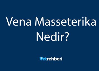 Vena Masseterika Nedir?