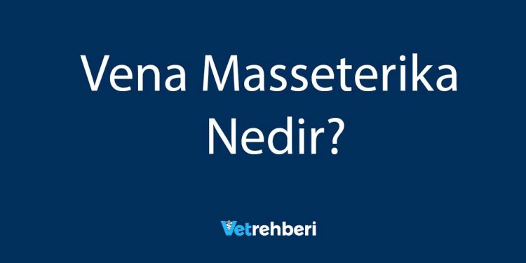 Vena Masseterika Nedir?