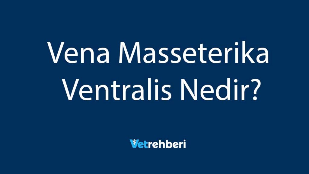 Vena Masseterika Ventralis Nedir?