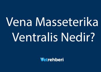 Vena Masseterika Ventralis Nedir?