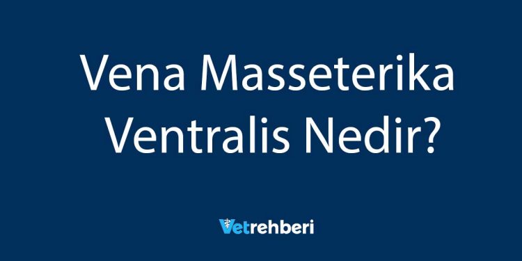 Vena Masseterika Ventralis Nedir?