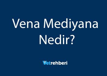 Vena Mediyana Nedir?
