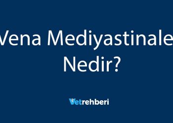 Vena Mediyastinales Nedir?