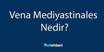 Vena Mediyastinales Nedir?