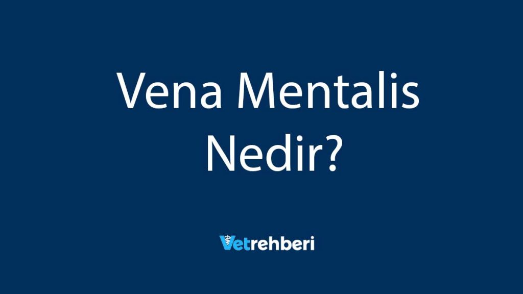 Vena Mentalis Nedir?