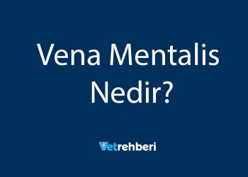 Vena Mentalis Nedir?