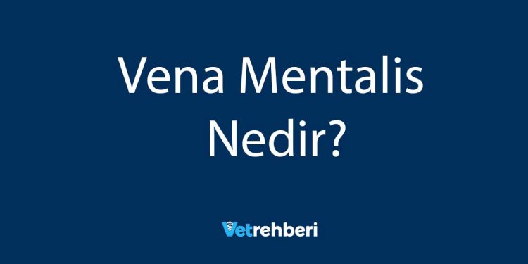 Vena Mentalis Nedir?