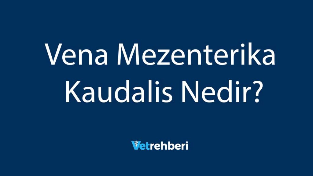 Vena Mezenterika Kaudalis Nedir?