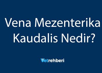 Vena Mezenterika Kaudalis Nedir?