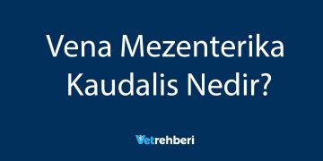 Vena Mezenterika Kaudalis Nedir?