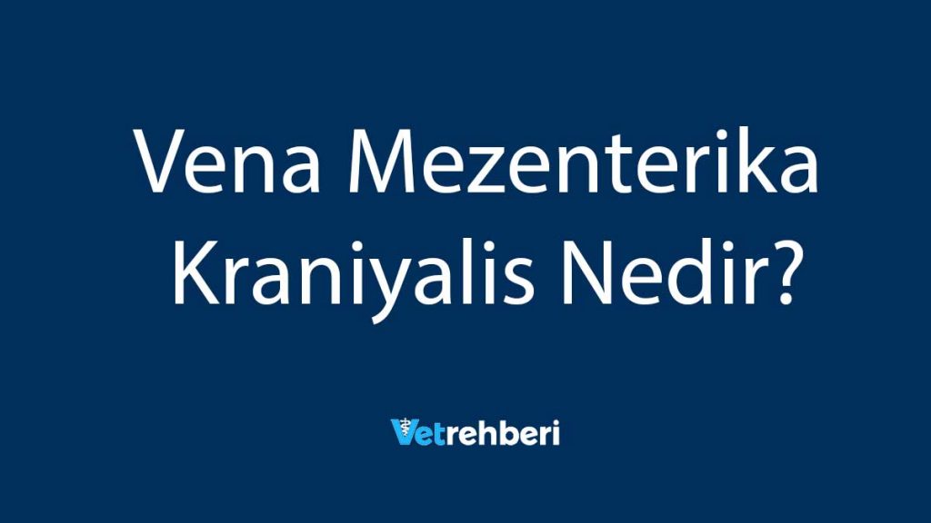 Vena Mezenterika Kraniyalis Nedir?