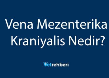 Vena Mezenterika Kraniyalis Nedir?