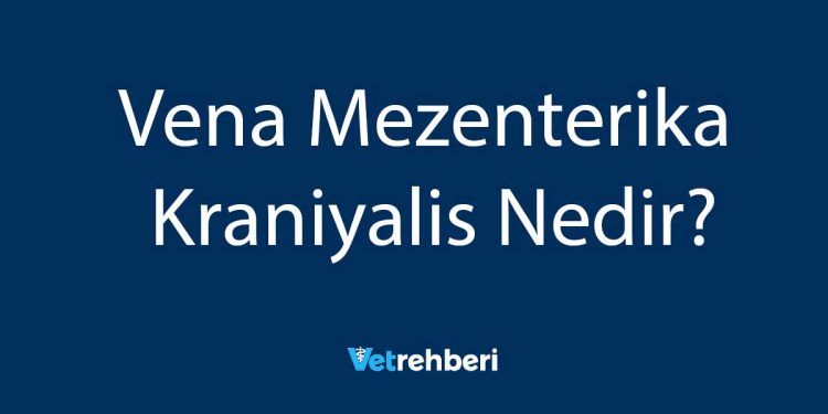 Vena Mezenterika Kraniyalis Nedir?