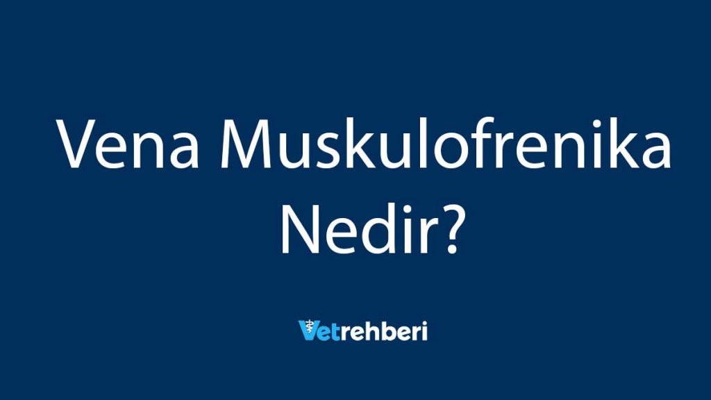 Vena Muskulofrenika Nedir?