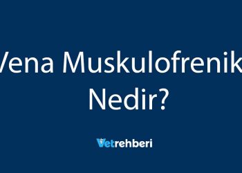 Vena Muskulofrenika Nedir?