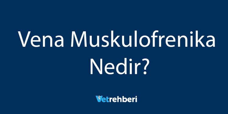 Vena Muskulofrenika Nedir?