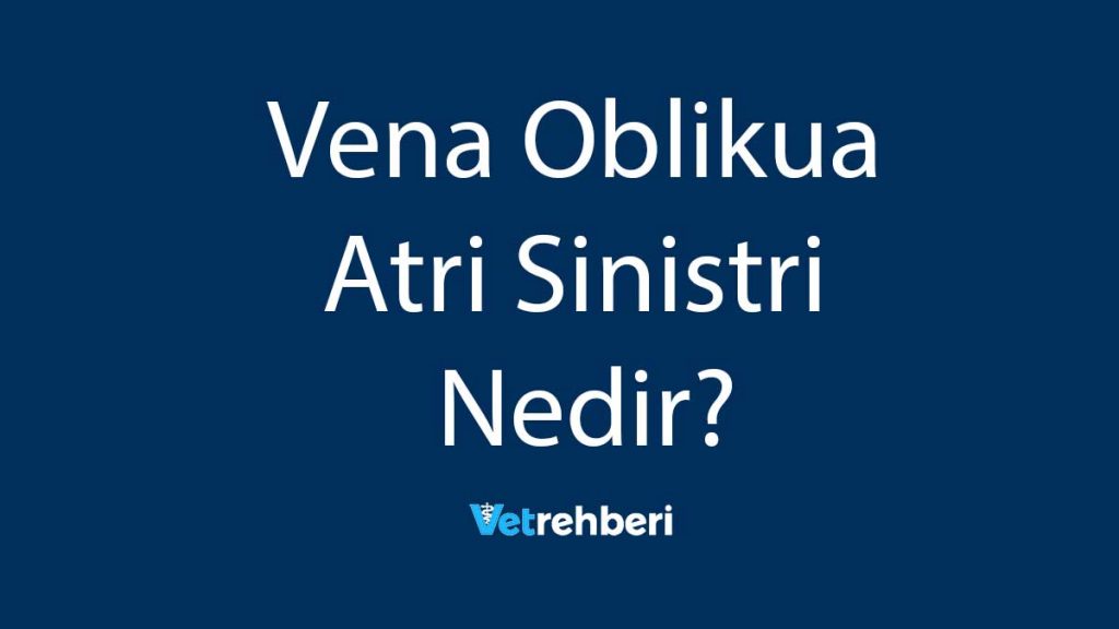 Vena Oblikua Atri Sinistri Nedir?