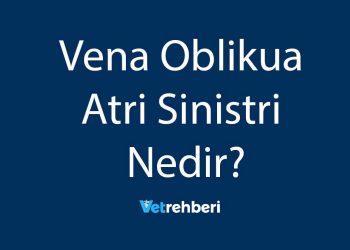 Vena Oblikua Atri Sinistri Nedir?