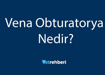 Vena Obturatorya Nedir?
