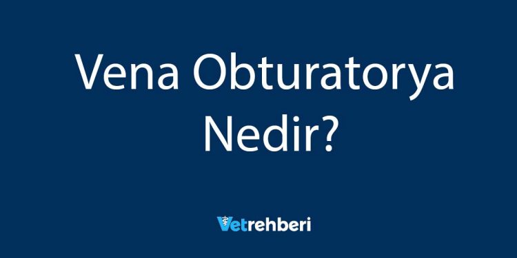 Vena Obturatorya Nedir?