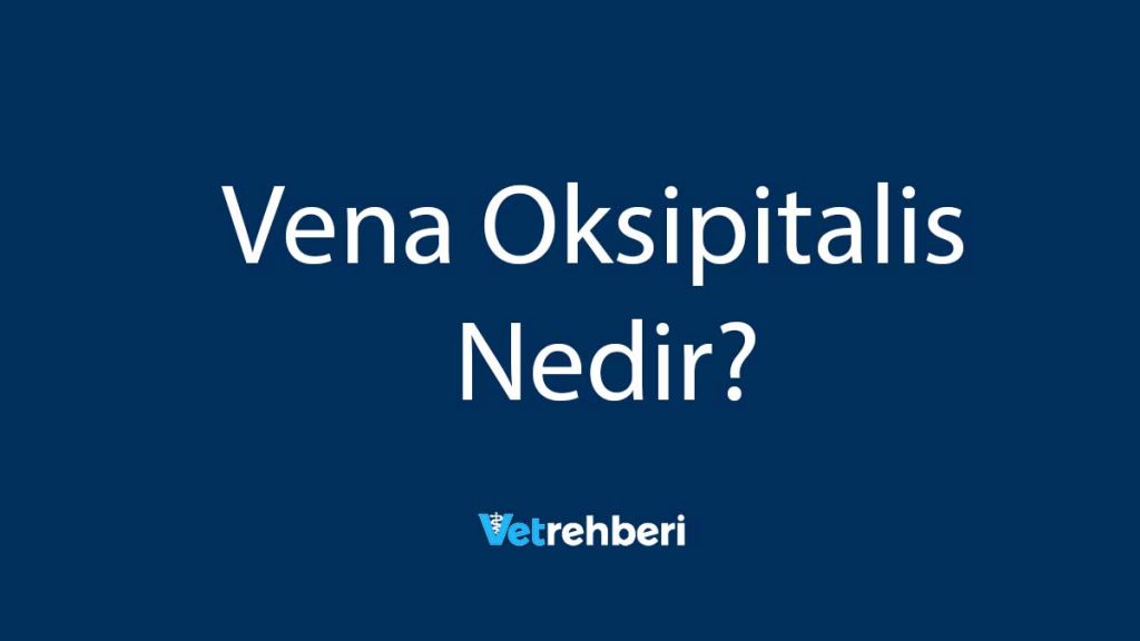 Vena Oksipitalis Nedir?