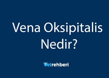 Vena Oksipitalis Nedir?