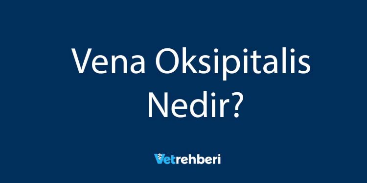 Vena Oksipitalis Nedir?