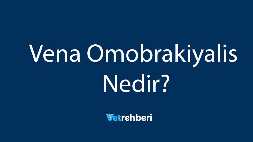 Vena Omobrakiyalis Nedir?