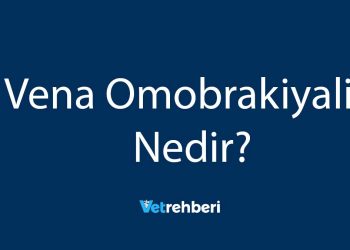 Vena Omobrakiyalis Nedir?