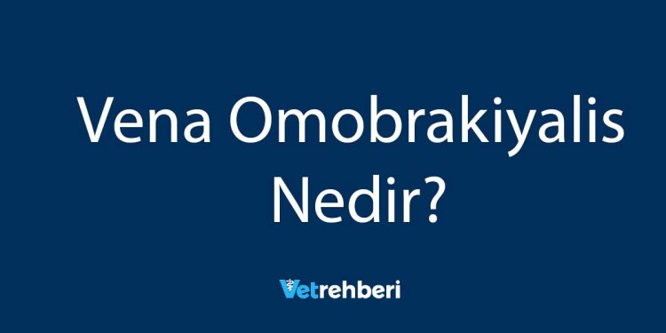 Vena Omobrakiyalis Nedir?